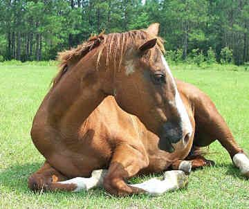 Do Horses Lay on Their Side