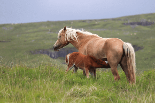 Horses vs Ponies: Discovering the Distinctions Traits