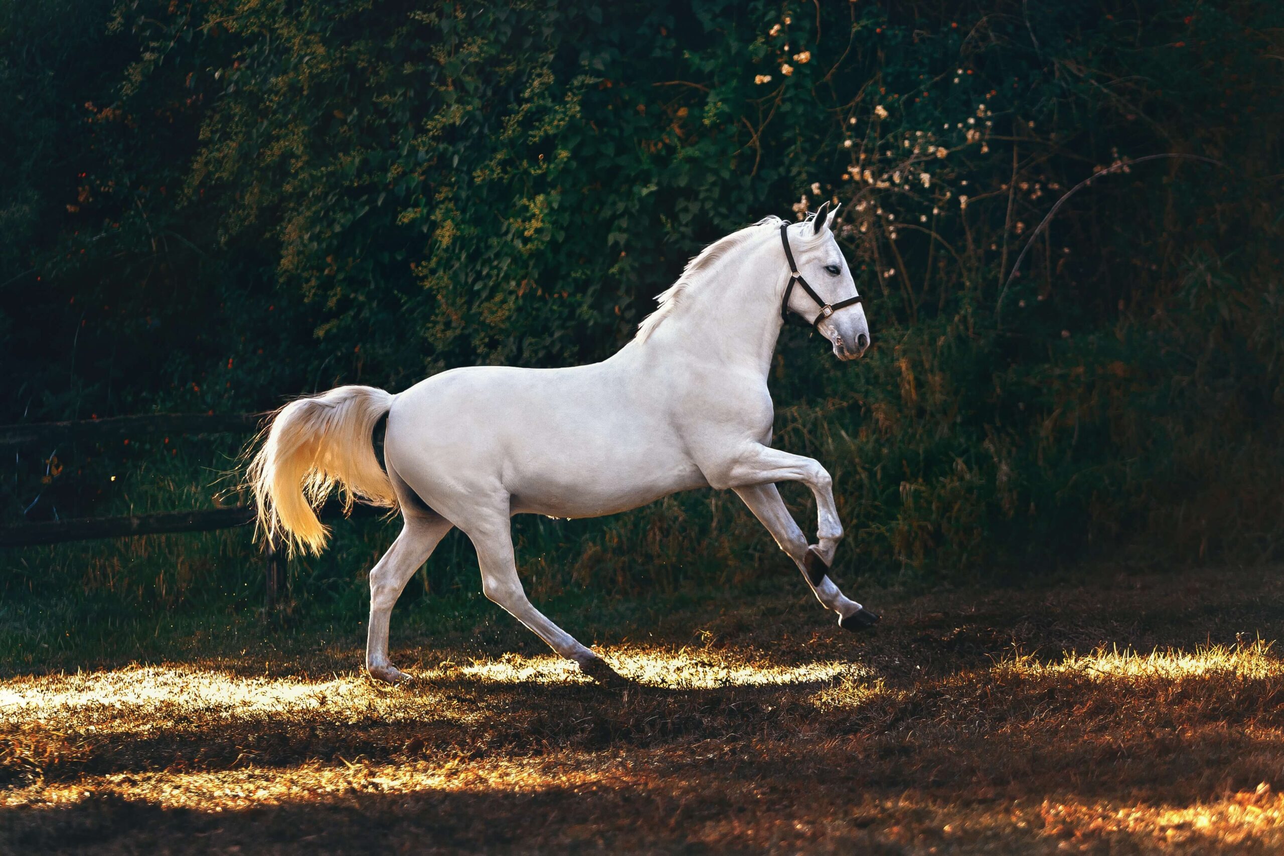 Are Horses Smart? Equine Intelligence Facts and Testing Info