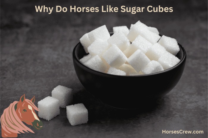 why do horses like sugar cubes