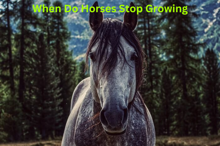 When Do Horses Stop Growing