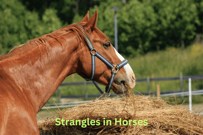 Strangles in Horses