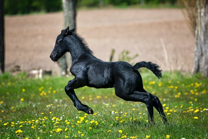 fastest horse in the world